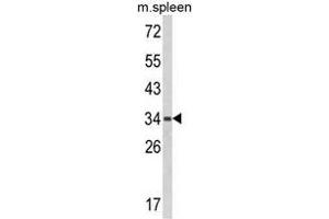 Western blot analysis of BAT4 Antibody (C-term) in mouse spleen tissue lysates (35ug/lane).