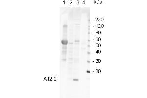 Western Blotting (WB) image for anti-Rpa12p (RPA12) antibody (ABIN190724) (Rpa12p (RPA12) Antikörper)