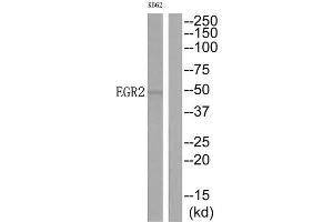Western Blotting (WB) image for anti-Early Growth Response 2 (EGR2) (C-Term) antibody (ABIN1849150) (EGR2 Antikörper  (C-Term))