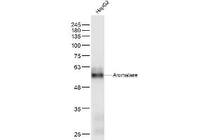 HepG2 lysates probed with Aromatase Polyclonal Antibody, Unconjugated  at 1:300 dilution and 4˚C overnight incubation. (Aromatase Antikörper  (AA 51-150))