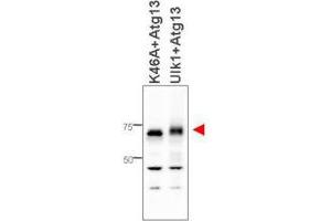 Western blot using  affinity purified anti-ATG13 antibody shows detection of ATG13 in 293T cells engineered to coexpress Ulk1 and Atg13 (Ulk1 + Atg13), right lane, but not in the left lane in which was loaded kinase-dead hypophosphorylated Ulk1-K46A mutant + ATG13. (ATG13 Antikörper  (Internal Region))