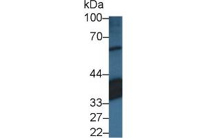 Detection of RLBP1 in Porcine Eye lysate using Polyclonal Antibody to Retinaldehyde Binding Protein 1 (RLBP1)