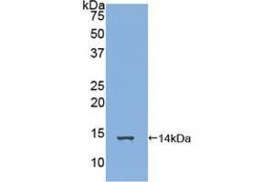 Western blot analysis of recombinant Human FAM19A3. (FAM19A3 Antikörper  (AA 44-130))