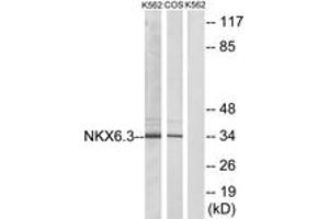 Western blot analysis of extracts from K562/COS7 cells, using NKX6. (NK6 Homeobox 3 Antikörper  (AA 161-210))