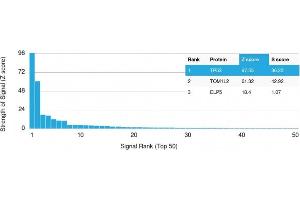 Analysis of Protein Array containing more than 19,000 full-length human proteins using p53 Mouse Monoclonal Antibody (PAb1801) Z- and S- Score: The Z-score represents the strength of a signal that a monoclonal antibody (Monoclonal Antibody) (in combination with a fluorescently-tagged anti-IgG secondary antibody) produces when binding to a particular protein on the HuProtTM array. (p53 Antikörper)