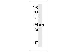 Western blot analysis of anti-C1QBP Antibody (C-term) (ABIN392304 and ABIN2841957) in 293 cell line lysates (35 μg/lane). (C1QBP Antikörper  (C-Term))