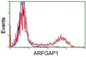 HEK293T cells transfected with either RC206987 overexpress plasmid (Red) or empty vector control plasmid (Blue) were immunostained by anti-ARFGAP1 antibody (ABIN2454434), and then analyzed by flow cytometry. (ARFGAP1 Antikörper)