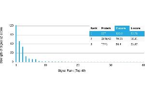 Protein Array (PAr) image for anti-Somatostatin (SST) antibody (ABIN7455983) (Somatostatin Antikörper)