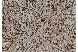 ABIN6279592 at 1/100 staining Human gastric tissue by IHC-P. (NGRN Antikörper  (N-Term))