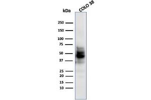 Western Blot Analysis of COLO-38 using SOX10 MAb (SPM607). (SOX10 Antikörper  (AA 115-269))