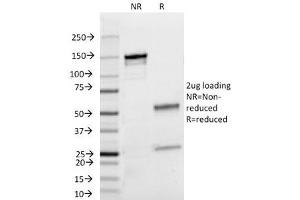 SDS-PAGE Analysis of Purified, BSA-Free Lambda Light Chain Antibody (clone HP6054). (Maus anti-Human lambda Light Chain (Lambda-IgLC) Antikörper)