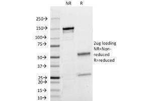 SDS-PAGE Analysis of Purified, BSA-Free Lambda Light Chain Antibody (clone HP6054). (Maus anti-Human lambda Light Chain (Lambda-IgLC) Antikörper)