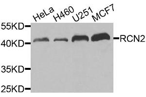 Western blot analysis of extracts of various cell lines, using RCN2 antibody (ABIN5975169) at 1/1000 dilution. (RCN2 Antikörper)