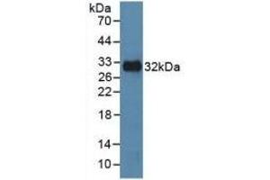 Detection of Recombinant MAPK8, Human using Polyclonal Antibody to c-Jun N-terminal Kinase 1 (JNK1) (C-Jun N-Terminal Kinases (AA 145-419) Antikörper)