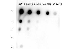 Dot Blot of Rabbit Anti-Mouse IgG1 Antibody. (Kaninchen anti-Maus IgG1 (Heavy Chain) Antikörper - Preadsorbed)