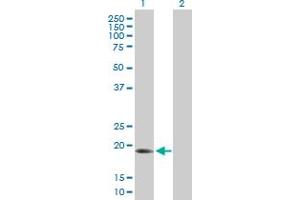 Western Blot analysis of ARL6IP1 expression in transfected 293T cell line by ARL6IP1 MaxPab polyclonal antibody. (ARL6IP1 Antikörper  (AA 1-203))