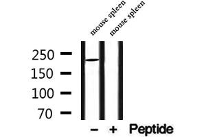 Western blot analysis of extracts from mouse spleen, using MYO16 Antibody. (Myosin XVI Antikörper  (Internal Region))