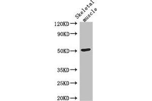 Western Blot Positive WB detected in: Mouse skeletal muscle tissue All lanes: TUBG2 antibody at 3 μg/mL Secondary Goat polyclonal to rabbit IgG at 1/50000 dilution Predicted band size: 52 kDa Observed band size: 52 kDa (TUBG2 Antikörper  (AA 276-451))