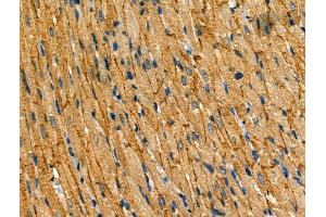 anti-FXYD Domain Containing Ion Transport Regulator 1 (FXYD1) (pSer88), (pSer89) antibody