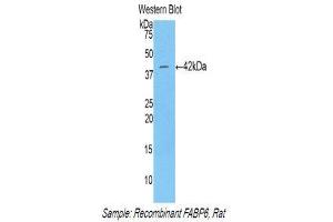 Western Blotting (WB) image for anti-Fatty Acid Binding Protein 6, Ileal (FABP6) (AA 1-128) antibody (ABIN1858785) (FABP6 Antikörper  (AA 1-128))