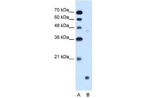 EDG8 antibody used at 0. (S1PR5 Antikörper  (N-Term))