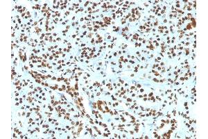 Formalin-fixed, paraffin-embedded human Pancreas stained with Histone H1 Rabbit Recombinant Monoclonal Antibody (HH1/1784R). (Rekombinanter Histone H1 Antikörper)