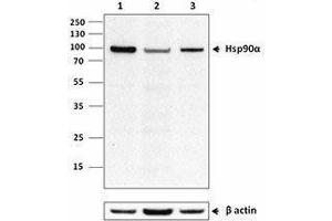 Western Blotting (WB) image for anti-Heat Shock Protein 90kDa alpha (Cytosolic), Class A Member 2 (HSP90AA2) antibody (ABIN2665051)