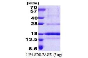 Polymerase (DNA-Directed), delta 4, Accessory Subunit (POLD4) (AA 1-107) protein (His tag)