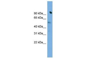 SLC25A25 antibody used at 1 ug/ml to detect target protein. (SLC25A25 Antikörper)