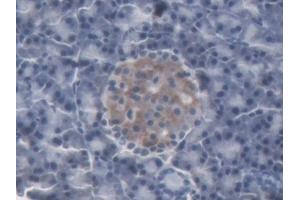 DAB staining on IHC-P; Samples: Rat Pancreas Tissue (Lipocalin 2 Antikörper  (AA 21-198))