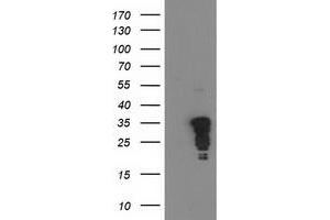 Western Blotting (WB) image for anti-Jun Proto-Oncogene (JUN) antibody (ABIN1498935) (C-JUN Antikörper)