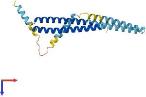 AlphaFold protein structure predicition of Human Recombinant CHMP1B Protein, UniprotID Q7LBR1 (CHMP1B Protein (AA 1-199) (His tag))