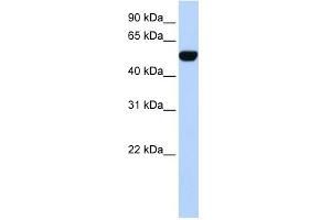 WB Suggested Anti-BTBD10 Antibody Titration:  0. (BTBD10 Antikörper  (N-Term))