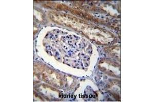 ARL8 Antibody (C-term) (ABIN655267 and ABIN2844860) immunohistochemistry analysis in formalin fixed and paraffin embedded human kidney tissue followed by peroxidase conjugation of the secondary antibody and DAB staining. (ARL5B Antikörper  (C-Term))