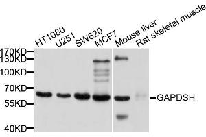 Western blot analysis of extracts of various cell lines, using GAPDHS antibody (ABIN4903737) at 1:1000 dilution.