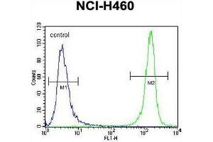 PRAMEF8 Antibody (C-term) flow cytometric analysis of NCI-H460 cells (right histogram) compared to a negative control cell (left histogram).