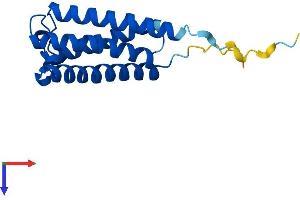 SYS1 Protein (AA 1-156) (His tag)