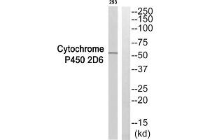 Western blot analysis of extracts from 293 cells, using CYP2D6 antibody. (CYP2D6 Antikörper  (Internal Region))