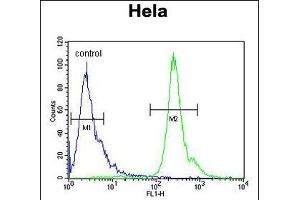 PNPLA8 Antibody (N-term) (ABIN650904 and ABIN2839989) flow cytometric analysis of Hela cells (right histogram) compared to a negative control cell (left histogram). (PNPLA8 Antikörper  (N-Term))