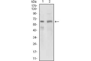 Western blot analysis using GPNMB antibody against PANC1 (1) and PC-3 (2) cell lysate. (Osteoactivin Antikörper  (AA 31-260))