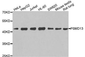 PSMD13 Antikörper  (AA 1-250)