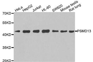 Western blot analysis of extracts of various cell lines, using PSMD13 antibody. (PSMD13 Antikörper  (AA 1-250))