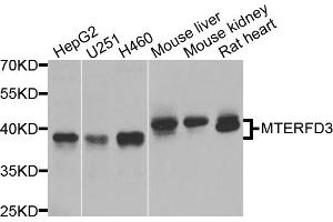 Western blot analysis of extracts of various cell lines, using MTERFD3 antibody. (MTERFD3 Antikörper)