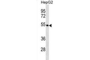 Western Blotting (WB) image for anti-Keratin 26 (KRT26) antibody (ABIN2998572) (Keratin 26 Antikörper)
