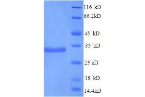 SDS-PAGE (SDS) image for Apolipoprotein E (APOE) (AA 19-311) protein (His tag) (ABIN5713250)