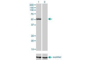 Western blot analysis of BFAR over-expressed 293 cell line, cotransfected with BFAR Validated Chimera RNAi (Lane 2) or non-transfected control (Lane 1).