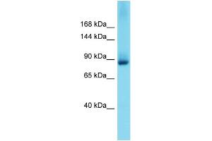 Western Blotting (WB) image for anti-Glutamate Receptor Interacting Protein 2 (GRIP2) (N-Term) antibody (ABIN2774404) (GRIP2 Antikörper  (N-Term))