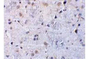 Immunohistochemical staining of rat brain tissue using AP30259PU-N CTRP7 antibody at 10 μg/ml. (CTRP7 Antikörper  (N-Term))