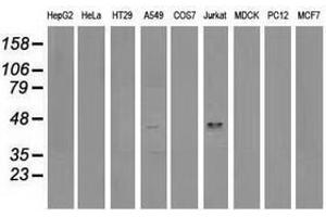 Image no. 4 for anti-Vasodilator-Stimulated phosphoprotein (VASP) antibody (ABIN1501696) (VASP Antikörper)