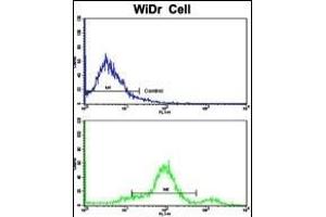 Flow cytometric analysis of widr cells using CCHCR1 Antibody (Center)(bottom histogram) compared to a negative control cell (top histogram). (CCHCR1 Antikörper  (AA 599-627))